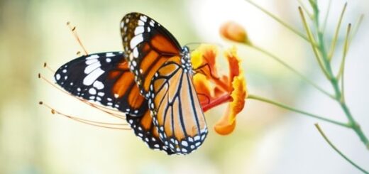 Butterfly, Monarch