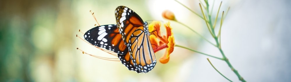 Butterfly, Monarch