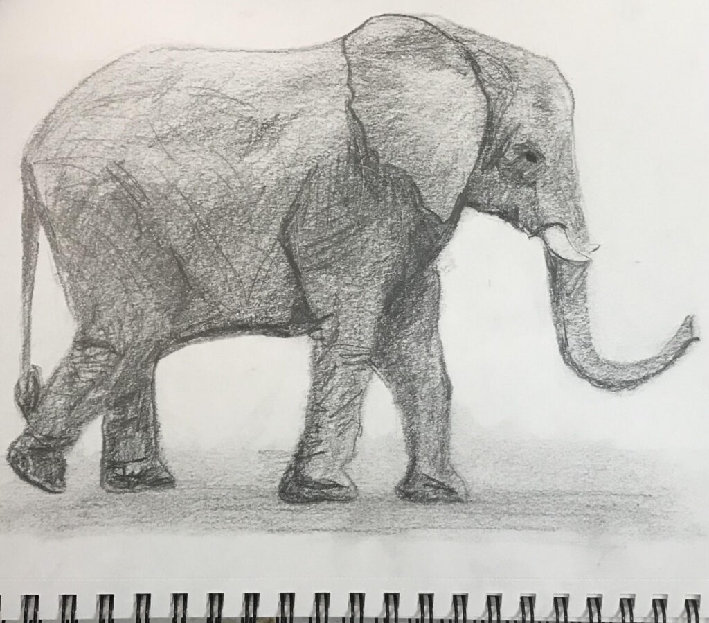 elephant, graphite pencil,