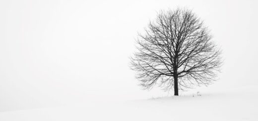 black and white tree in snow