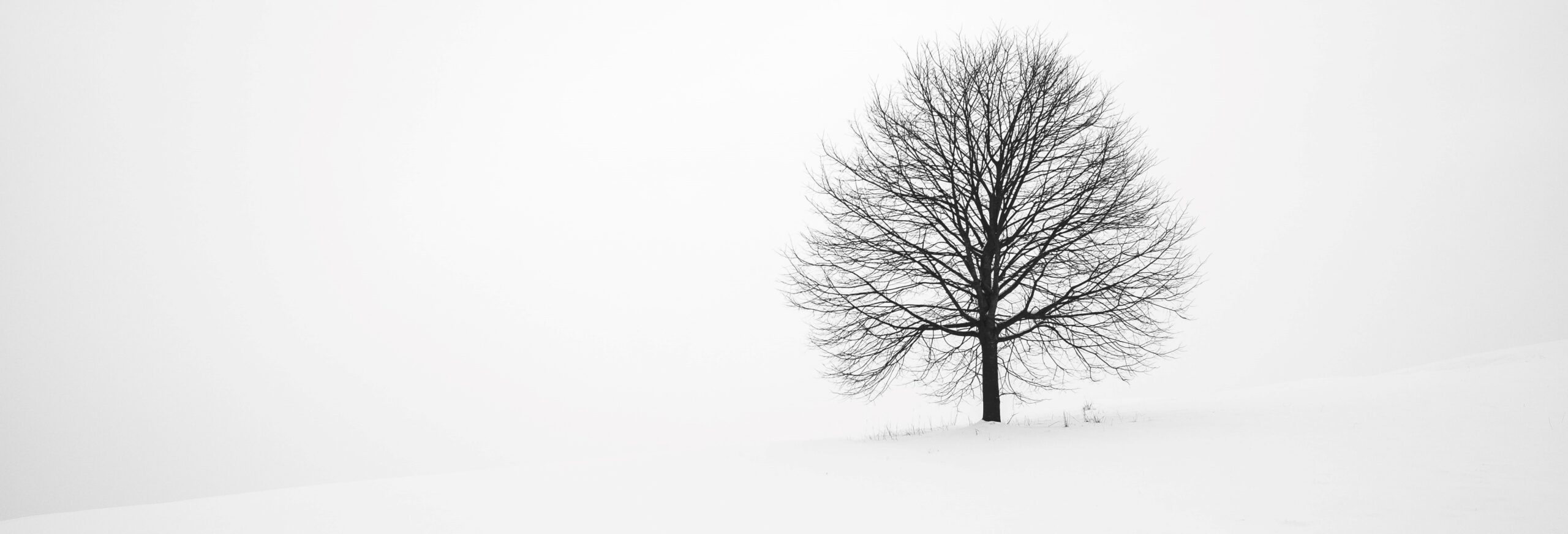 black and white tree in snow