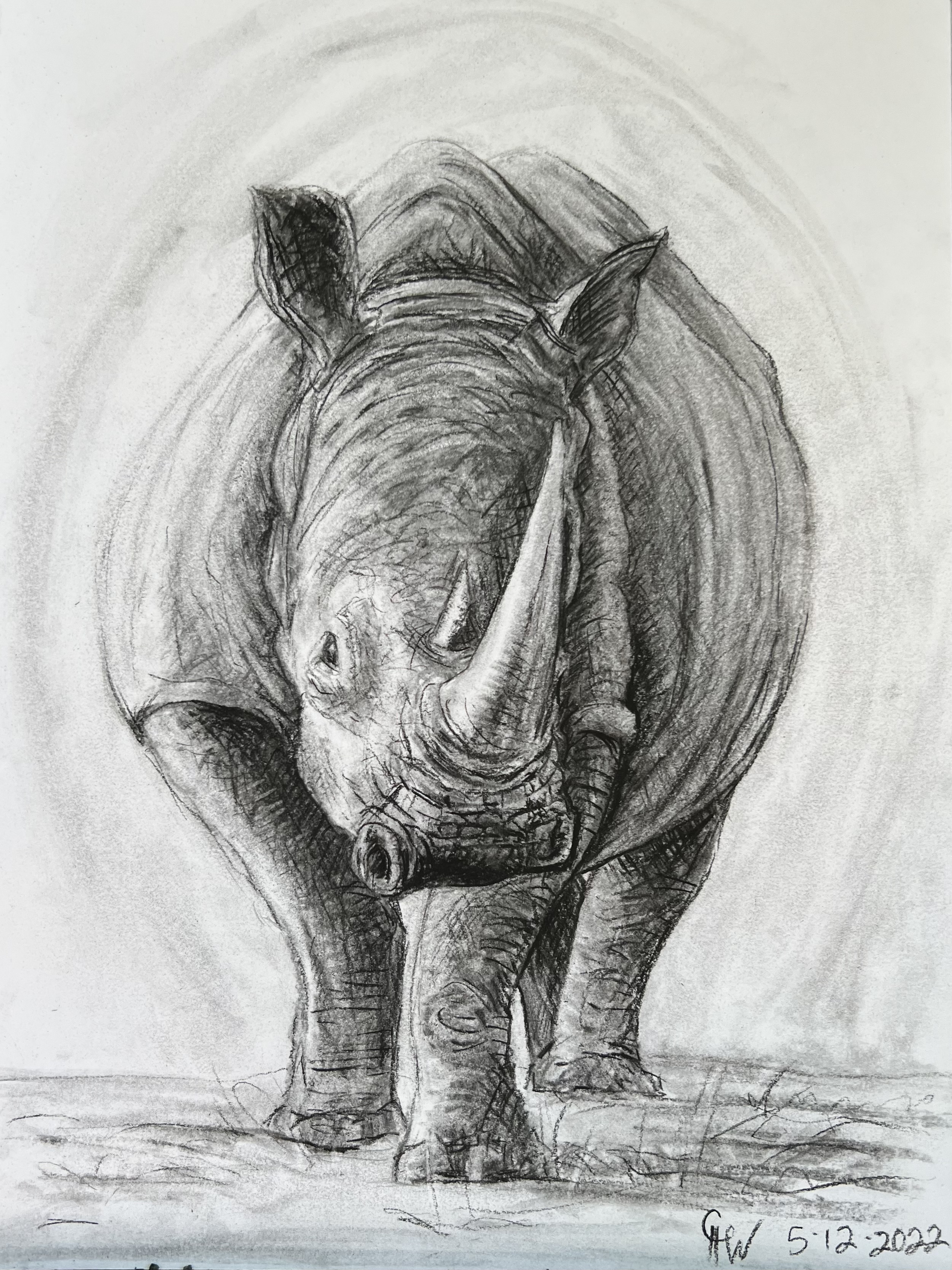 Rhino, Charcoal,Cheryl White, Artist, Blogger, Paintonmywalls, Beach, Birds, Acrylic