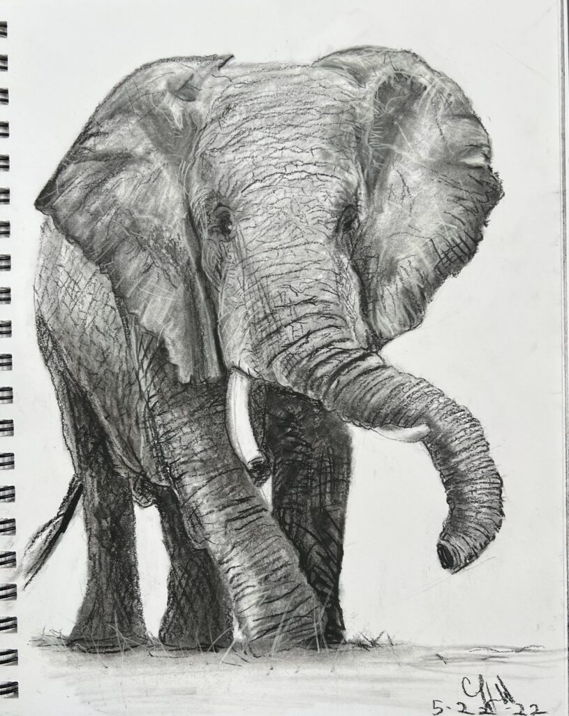 Cheryl White, Artist, Blogger, Paintonmywalls, Elephant, Charcoal