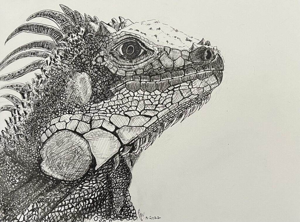 Cheryl White, Artist, Blogger, Paintonmywalls, Pen, Ink, Drawing, Iguana