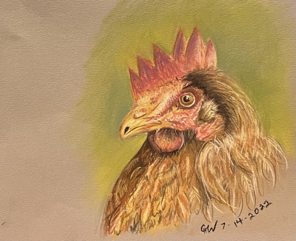 Chicken, Pastel, Pastel Pencil,Cheryl White, Artist, Blogger, Paintonmywalls,