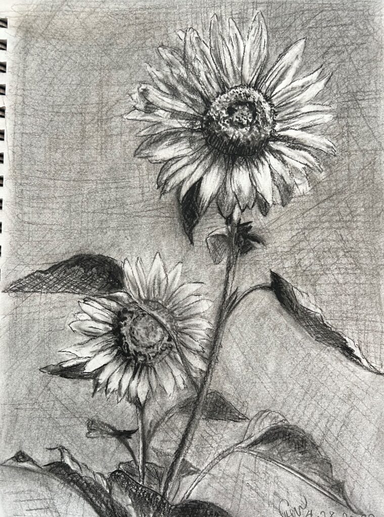 Sunflower, Charcoal, Cheryl White, Artist, Blogger, Paintonmywalls, 