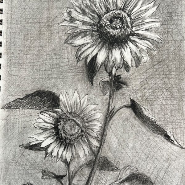 Sunflower, Charcoal, Cheryl White, Artist, Blogger, Paintonmywalls,