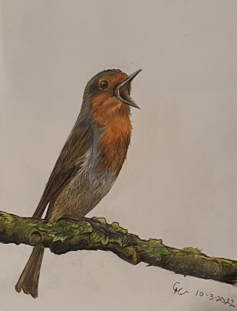 Robin, Colored Pencil, Cheryl White, Artist, Blogger, Paintonmywalls,