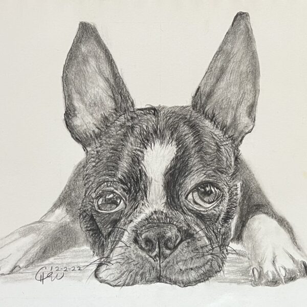Boston Terrier sketch in graphite