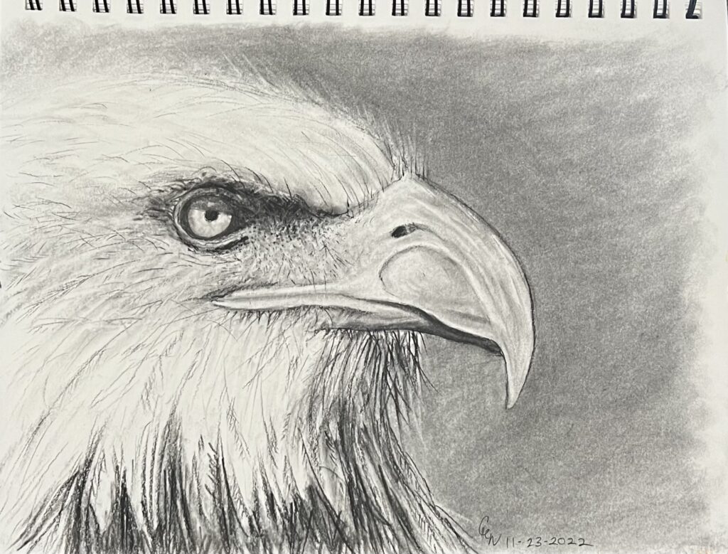 Eagle sketch in charcoal