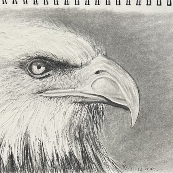 Eagle sketch in charcoal